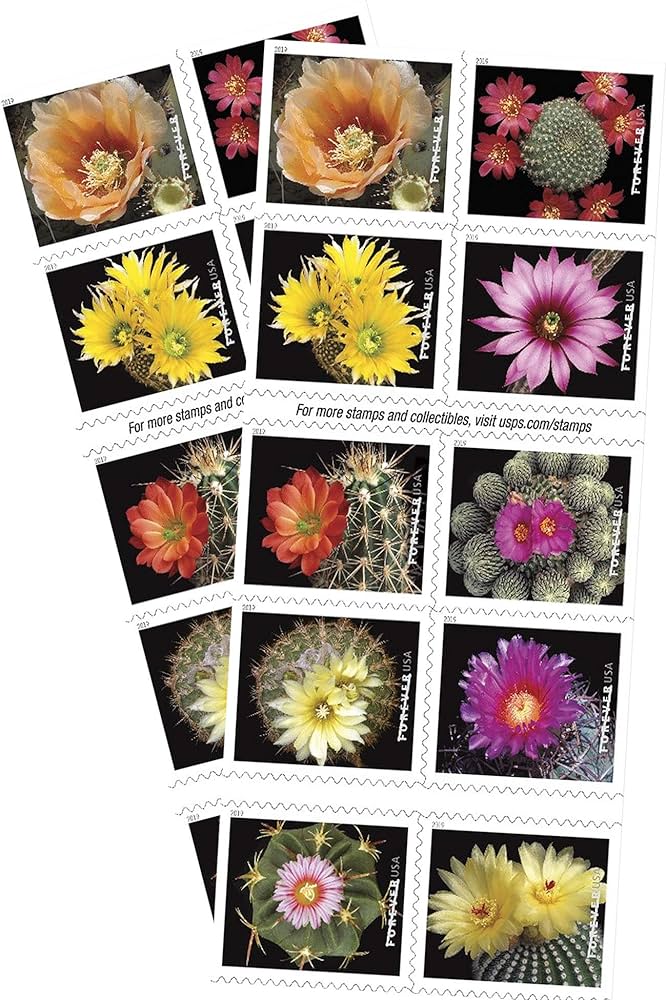 https://s3.vistaartrade.anukul.com.np/vistaartrade/media/products/2024/05/12/cactus.jpg